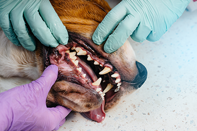 Pet-Dentistry