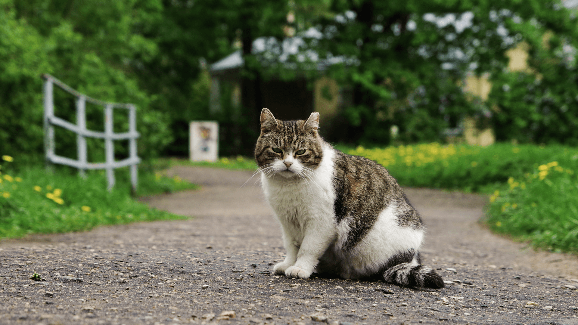 Best Vet Hospital In Galax Va Galax Veterinary Clinic