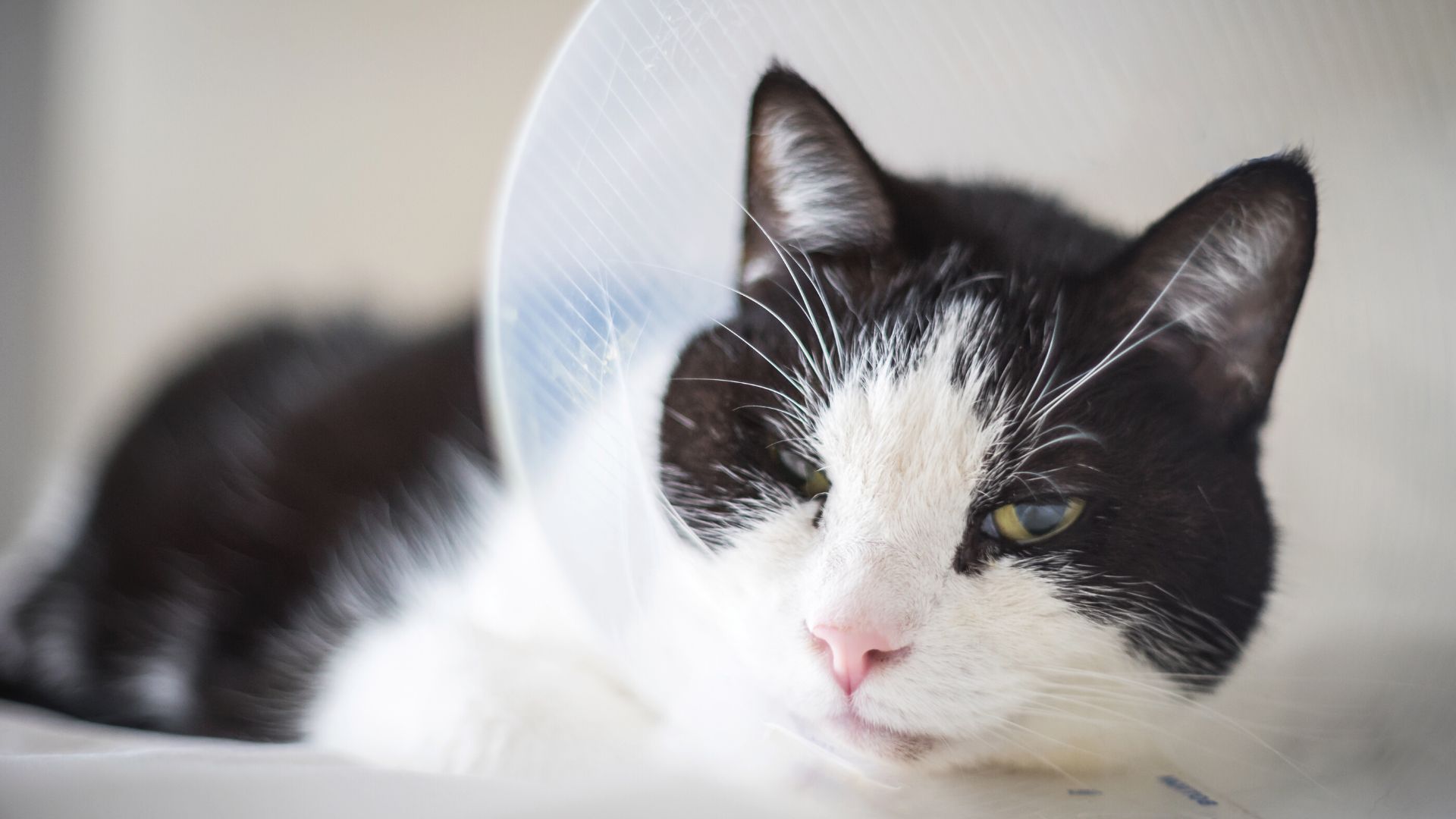 Pet Surgery In Galax, VA 24333 Galax Veterinary Clinic