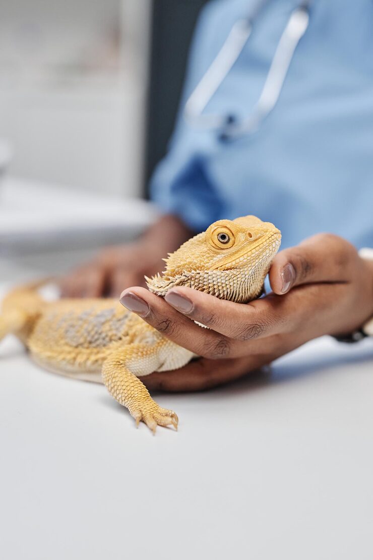 dragon lizard being gently held by a person