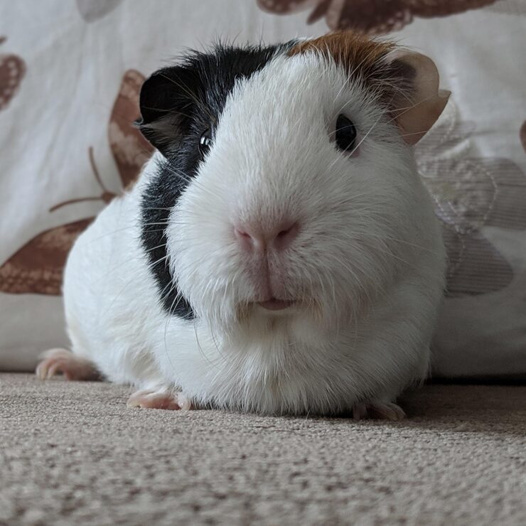 guinea pig sitting on the floor