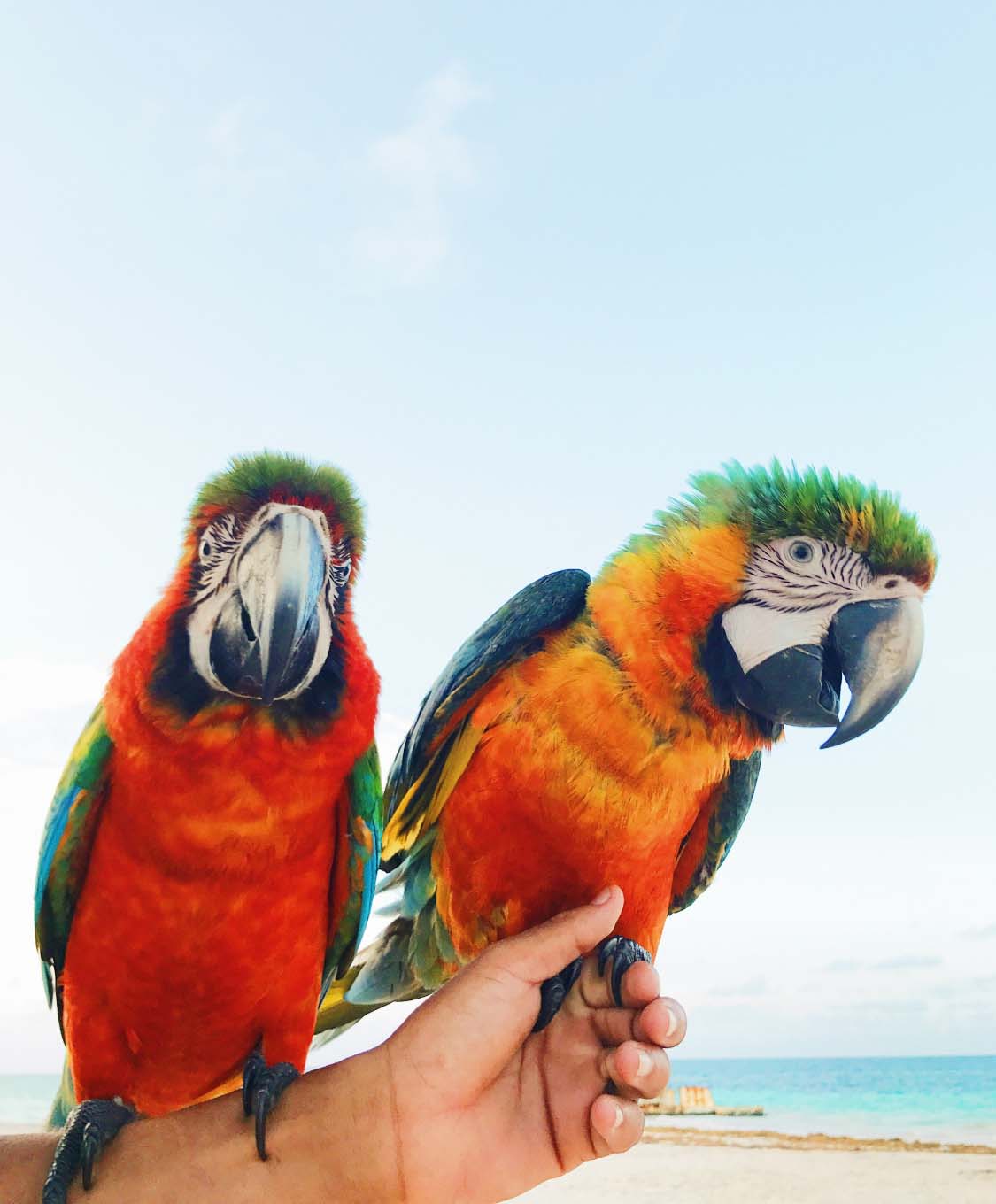 person hold two parrots