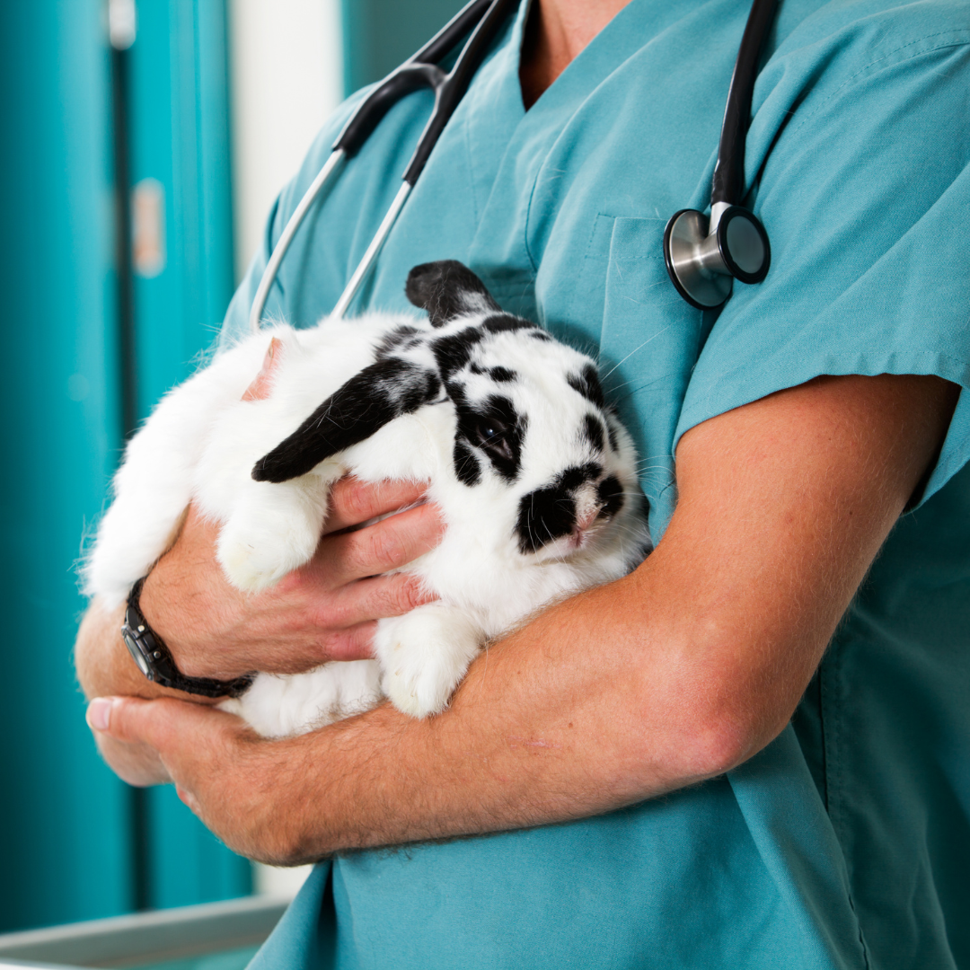 vet holding a rabbit