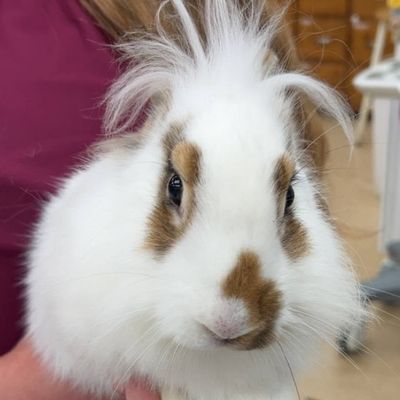 a vet staff gently holding a rabbit