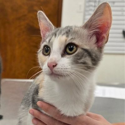 A small kitten being gently held by a person