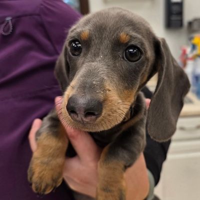 a vet staff gently holding a puppy