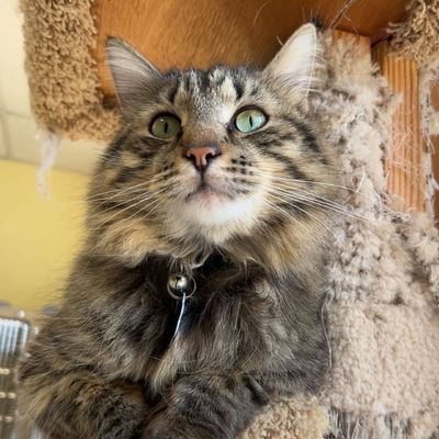 Fluffy gray tabby cat with green eyes