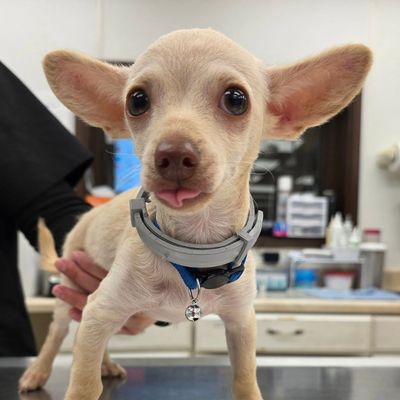 Small tan Chihuahua with oversized ears wearing a gray collar