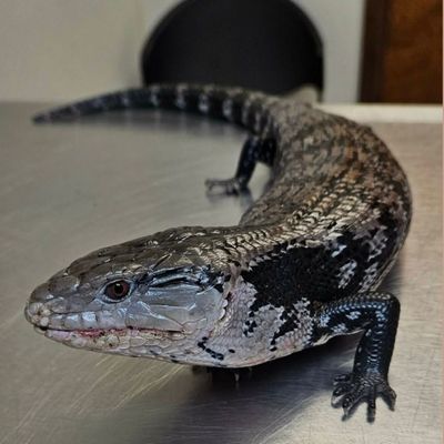 A large black-and-white tegu lizard rests on a tabletop