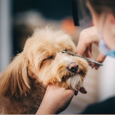 A fluffy tan dog receives a gentle grooming trim