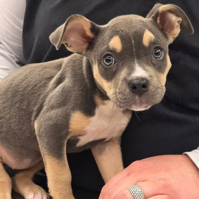 Adorable brown-and-tan puppy with large expressive eyes sits on a person’s lap