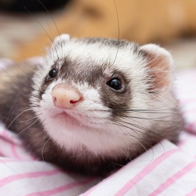 Close-up of a curious brown-and-white ferret